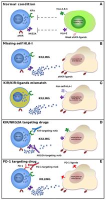 Harnessing NK Cells for Cancer Treatment